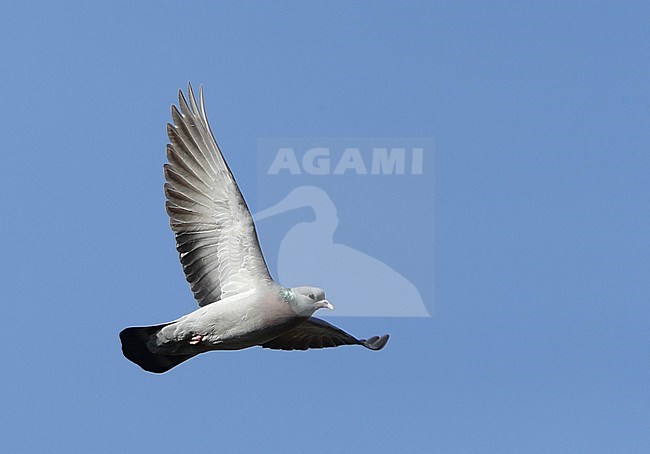 Stock Dove, Columba oenas, at Copenhagen, Denmark stock-image by Agami/Helge Sorensen,
