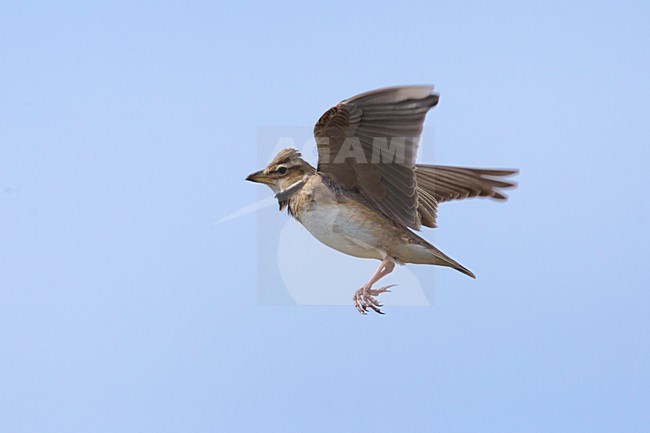 Bergkalanderleeuwerik in de vlucht; Bimaculated lark in flight stock-image by Agami/Daniele Occhiato,