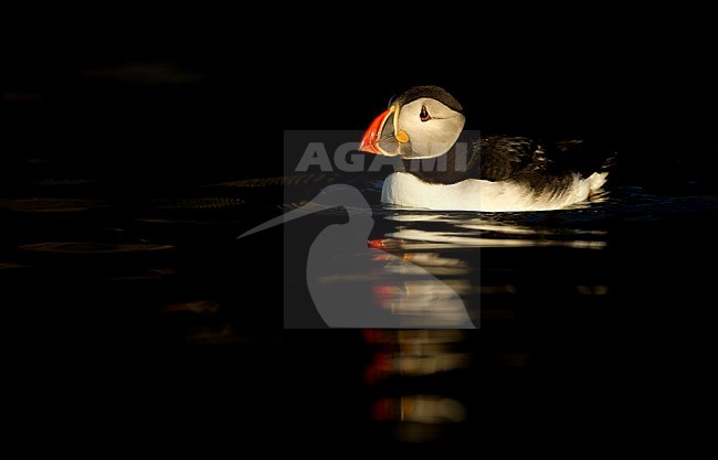 Papegaaiduiker zwemmend; Atlantic Puffin swimming stock-image by Agami/Danny Green,