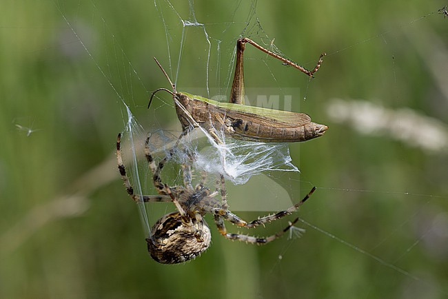 garden spider (araneus diadematus) caught an european steppe grasshopper (chorthippus dorsatus) in its net, found in Südheide in Lower Saxony, Germany stock-image by Agami/Mathias Putze,