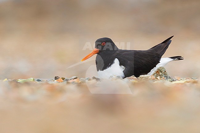 Adult Eurasian Oystercatcher (Haematopus ostralegus) during spring on Iceland. stock-image by Agami/Daniele Occhiato,