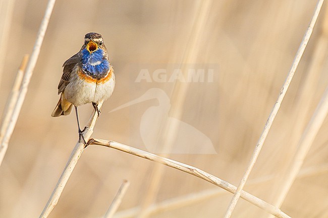 Blauwborst, White-spotted bluethroat, Luscinia svecica cyanecula male singing in reed stock-image by Agami/Menno van Duijn,