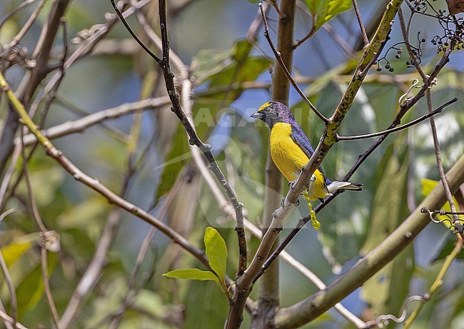 Male West Mexican Euphonia (Euphonia godmani) in Western Mexico. stock-image by Agami/Pete Morris,