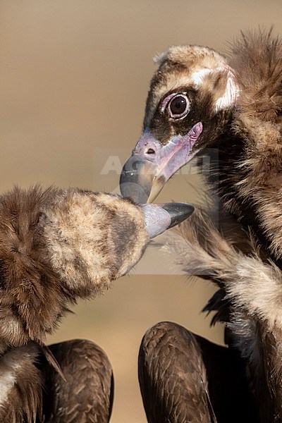 Cinereous Vulture (Aegypius monachus) in the Extremadura in Spain. Two vultures kissing. stock-image by Agami/Marc Guyt,