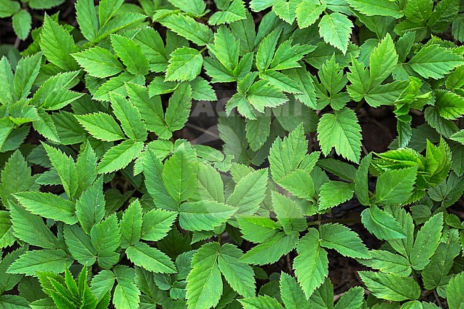 Ground-elder leaves stock-image by Agami/Wil Leurs,