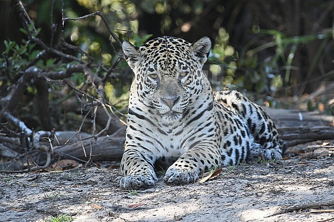 Jaguar (Panthera onca) at the Pantanal, Brazil stock-image by Agami/Eduard Sangster,