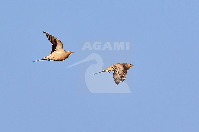 Two males Spotted Sandgrouse (Pterocles senegallus) in flight in Shizzafon, Israel stock-image by Agami/Tomas Grim,