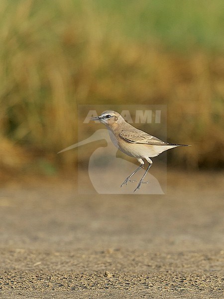 Isabelline Wheatear (Oenenthe isabelline) Sultanate of Oman November 2004 stock-image by Agami/Markus Varesvuo,