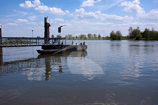 Veerpont over de Rijn (Nederland), Ferry over the river Rhine (Netherlands) stock-image by Agami/Theo Douma,