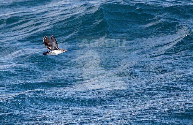 Common diving-petrel, Pelecanoides urinatrix urinatrix) at sea in the Hauraki Gulf, north island, New Zealand. stock-image by Agami/Marc Guyt,