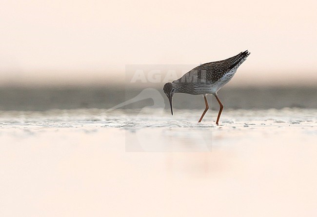Common Redshank - Rotschenkel - Tringa totanus ssp. totanus, Germany, juvenile stock-image by Agami/Ralph Martin,