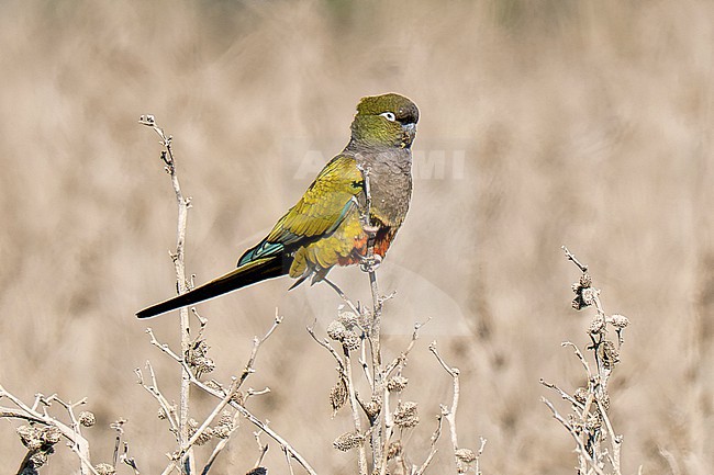 Burrowing Parrot (Cyanoliseus patagonus patagonus) perched stock-image by Agami/Andy & Gill Swash ,