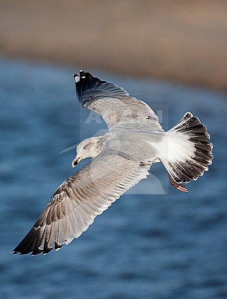 Second-winter European Herring Gull (Larus argentatus) turning in mid-air above the north sea coast at Katwijk in the Netherlands. Showing upper wing pattern perfectly. stock-image by Agami/Marc Guyt,