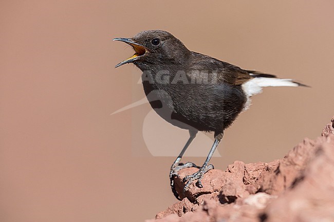 Black Wheater (Oenanthe leucura syenitica), male singing from a rock in Morocco stock-image by Agami/Saverio Gatto,