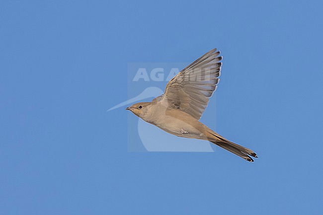 Adult female Grey Hypocolius, (Hypocolius ampelinus) flying over Kuwait City, Kuwait. stock-image by Agami/Vincent Legrand,