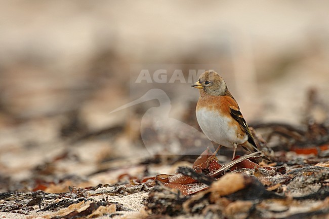 Vrouwtje Keep op Helgoland; Female Brambling on Heligoland stock-image by Agami/Marc Guyt,