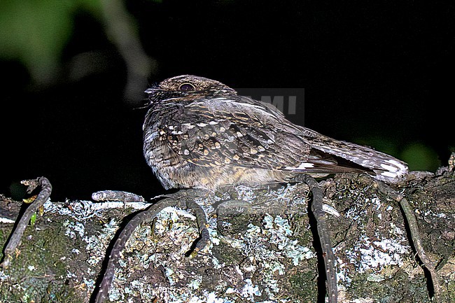 Little Nightjar (Setopagis parvula) male perched on a branch at night stock-image by Agami/Andy & Gill Swash ,