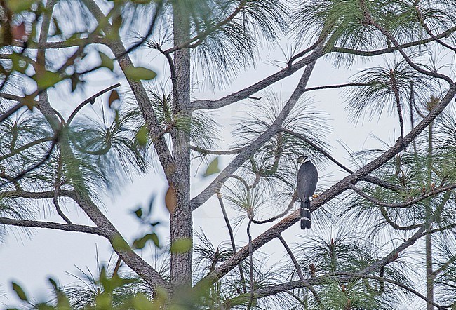 Collared Forest-Falcon, Micrastur semitorquatus, in Mexico. Perched in a tree. stock-image by Agami/Pete Morris,