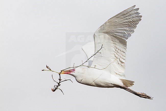 Cattle Egret - Kuhreiher - Bubulcus ibis ssp. ibis, Morocco, adult breeding plumage stock-image by Agami/Ralph Martin,