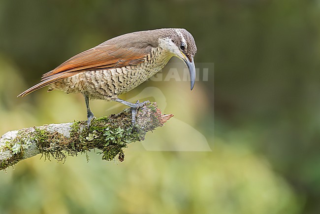 Paradise Riflebird (Ptiloris paradiseus) perched on a branch in eastern Australia. stock-image by Agami/Glenn Bartley,