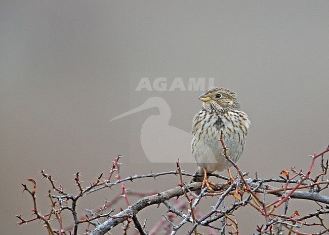 Grauwe Gors zittend op tak; Corn Bunting perched on a branch stock-image by Agami/Markus Varesvuo,