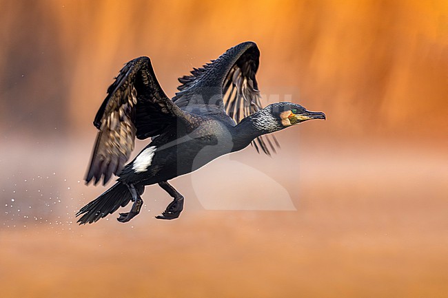 Great Cormorant, Phalacrocorax carbo sinensis, in Italy. stock-image by Agami/Daniele Occhiato,