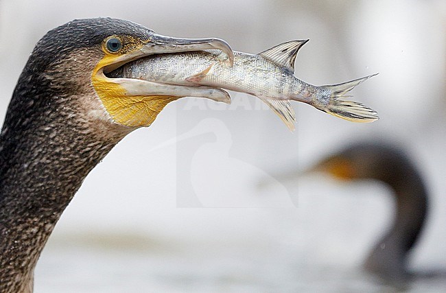 Cormorant (Phalacrocorax carbo) Hungary January 2014 feeding on pike stock-image by Agami/Markus Varesvuo,