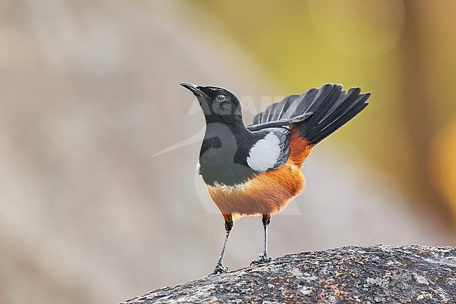 Male Mocking Cliff Chat (Thamnolaea cinnamomeiventris) perched on a rock against a colorful natural background, Zimbabwe stock-image by Agami/Tomas Grim,