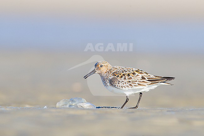 Drieteenstrandloper, Sanderling, Calidris alba in summer plumage foraging on beach stock-image by Agami/Menno van Duijn,