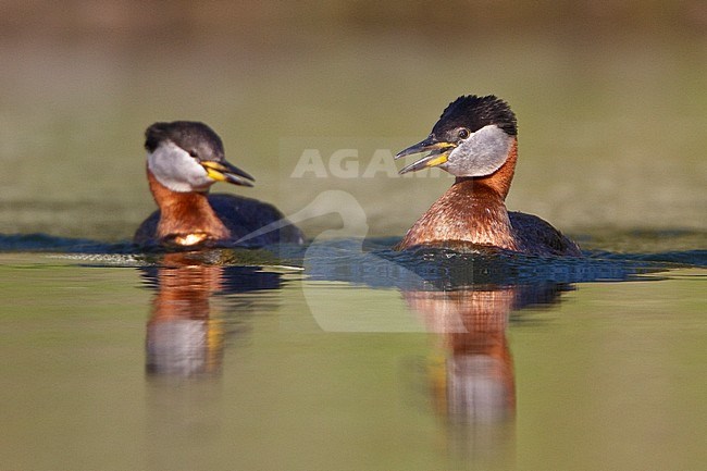 Red-necked Grebe (Podiceps grisegena) in a pond in British Columbia, Canada. stock-image by Agami/Glenn Bartley,