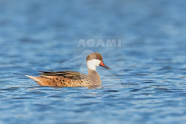 White-cheeked Pintail (Anas bahamensis) swimming in a coastal lagoon in Colombia, South America. stock-image by Agami/Glenn Bartley,