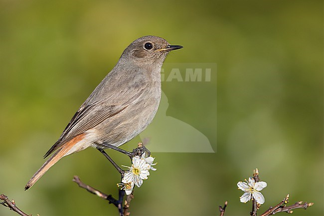 Black Redstart (Phoenicurus ochruros gibraltariensis), side view of an individual perched on a Blackthorn branch with flowers, Campania, Italy stock-image by Agami/Saverio Gatto,