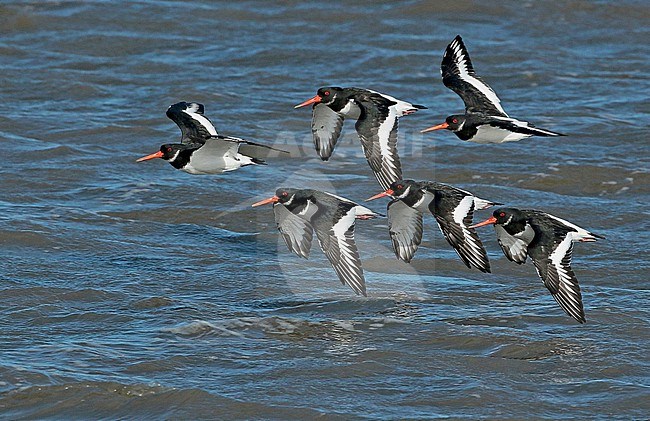 Eurasian Oystercatcher (Haematopus ostralegus), group in flight, seen from the side, showing primary moult. stock-image by Agami/Fred Visscher,