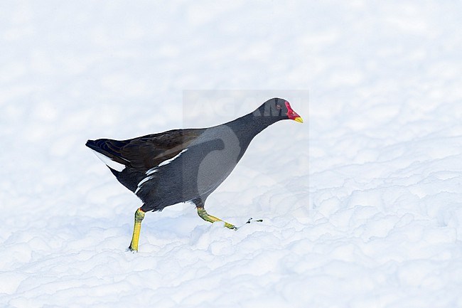 Common Moorhen, Gallinula chloropus, during winter at Katwijk, Netherlands. stock-image by Agami/Marc Guyt,