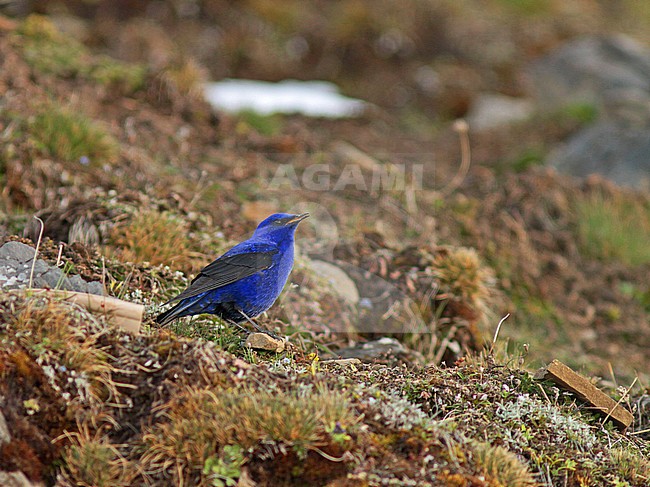 Grandala (Grandala coelicolor) stock-image by Agami/Pete Morris,