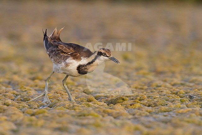 Pheasant-tailed Jacana - Fasanblatthühnchen - Hydrophasianus chirurgus, Oman, nonbreeding stock-image by Agami/Ralph Martin,