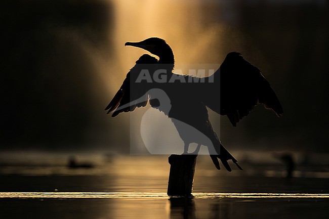  stock-image by Agami/Menno van Duijn,