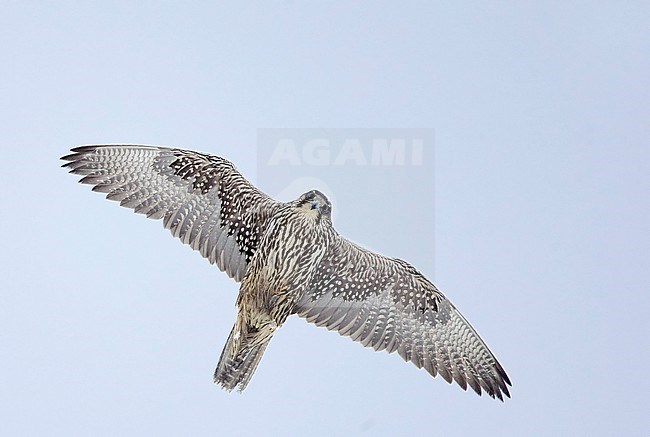 Giervalk in vlucht, Gyrfalcon in flight stock-image by Agami/Markus Varesvuo,