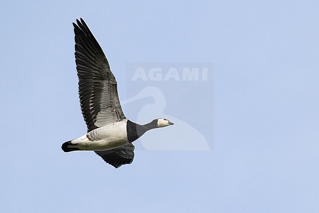 adult barnacle goose (branta leucopsis) in flight during autumn migration, found at Fehmarn at the Baltic Sea in Germany stock-image by Agami/Mathias Putze,