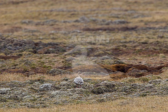 Pink-footed Goose (Anser brachyrhynchus) in breeding habitat, the tundra of Spitsbergen stock-image by Agami/Harvey van Diek,