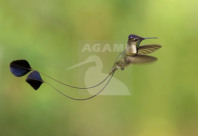 Endemic male Marvelous Spatuletail (Loddigesia mirabilis) in flight in Amazonas, Peru, South America. stock-image by Agami/Steve Sánchez,