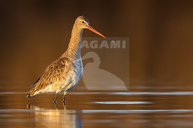 Black-tailed Godwit (Limosa limosa) in Italy. stock-image by Agami/Daniele Occhiato,