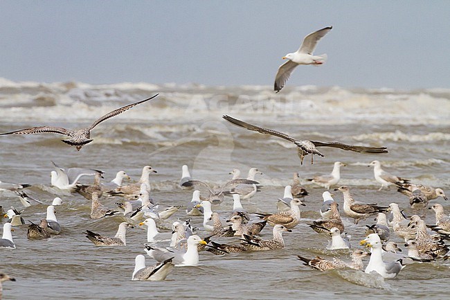 Herring Gull, Larus argentatus argentatus birds foraging on shellfish washed ashore after storm stock-image by Agami/Menno van Duijn,