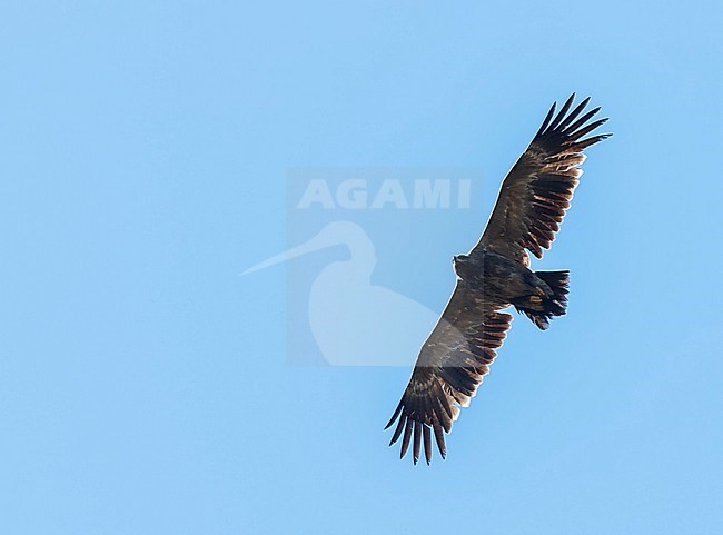 Subadult Steppe Eagle (Aquila nipalensis) wintering in foothills of the Himalayas. Gliding overhead. stock-image by Agami/Marc Guyt,