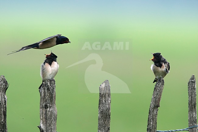 Boerenzwaluw adult vliegend boven twee bedelende jongen Nederland; Barn Swallow adult in flight above two begging young Netherlands stock-image by Agami/Wil Leurs,