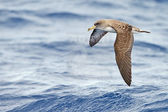 Cory's Shearwater (Calonectris diomedea)Madeira Portugal August 2012 stock-image by Agami/Markus Varesvuo,