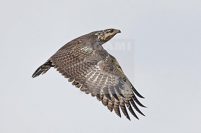 Immature Common Black Hawk, Buteogallus anthracinus anthracinus, in Western Mexico. stock-image by Agami/Pete Morris,