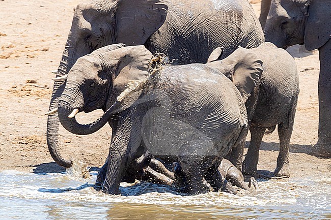 African Bush Elephant (Loxodonta africana), a herd taking a bath, Mpumalanga, South Africa stock-image by Agami/Saverio Gatto,