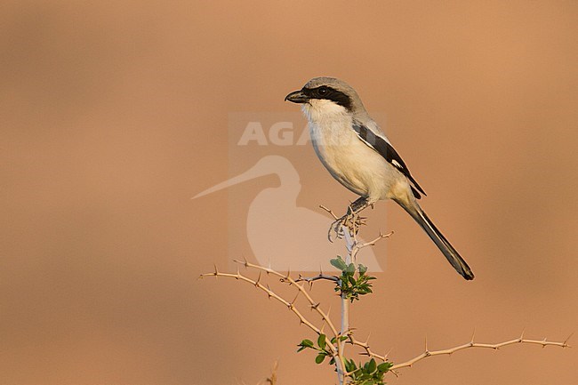Adult Biskra Southern Grey Shrike (Lanius meridionalis elegans) perched on a bush in Morocco. stock-image by Agami/Ralph Martin,
