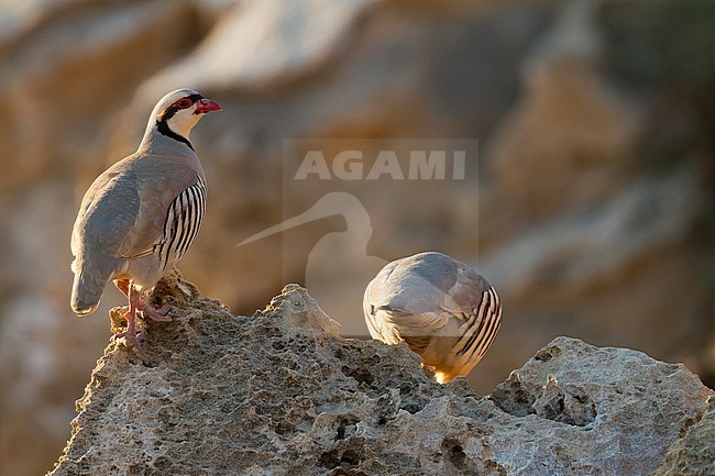 Chukar - Chukar - Alectoris chukar ssp. cypriotes, Cyprus stock-image by Agami/Ralph Martin,